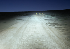 Ultinon Essential LED